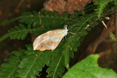 Dismorphia crisia lubina
