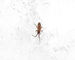 Orchesella flavescens
