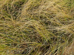 Carex divisa