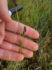 Carex divisa