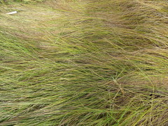 Carex divisa