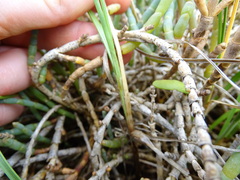 Carex divisa