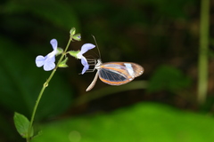 Dismorphia theucharila fortunata