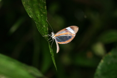 Dismorphia theucharila fortunata