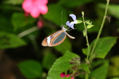 Dismorphia theucharila fortunata
