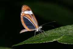 Dismorphia theucharila fortunata
