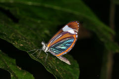 Dismorphia theucharila fortunata