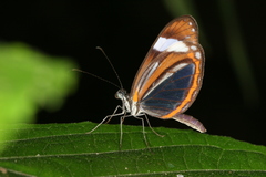 Dismorphia theucharila fortunata