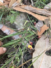 Bossiaea buxifolia