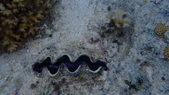 Tridacninae