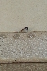 Passer domesticus
