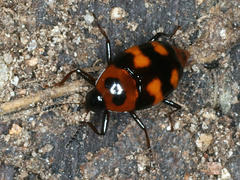 Scaphidium alpicola