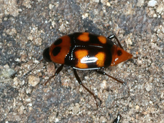 Scaphidium alpicola