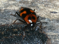 Scaphidium alpicola