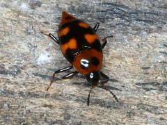 Scaphidium alpicola