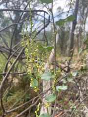 Muehlenbeckia rhyticarya