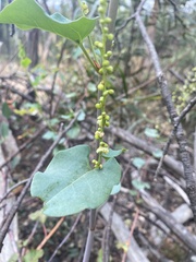 Muehlenbeckia rhyticarya