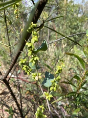 Muehlenbeckia rhyticarya