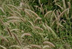 Cenchrus pedicellatus