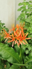 Scadoxus multiflorus katharinae