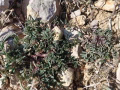 Hippocrepis ciliata