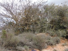 Bupleurum fruticescens