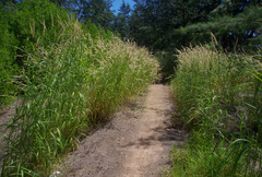 Cenchrus pedicellatus