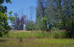 Cenchrus pedicellatus