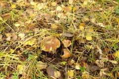 Boletus betulicola