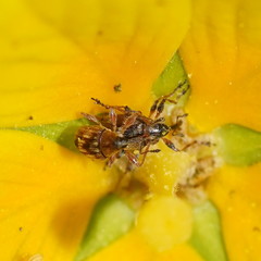 Austronanodes nigrovarius