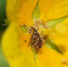 Austronanodes nigrovarius
