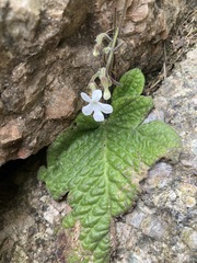 Streptocarpus pentherianus
