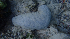 Holothuria whitmaei