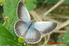 Pseudozizeeria maha maha