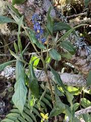 Monnina crepinii