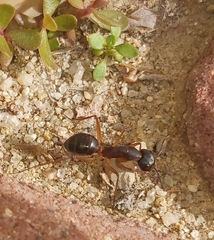 Camponotus xerxes