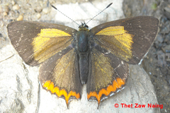 Heliophorus brahma