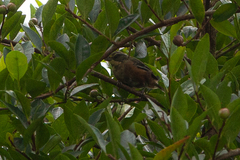 Microspingus lateralis