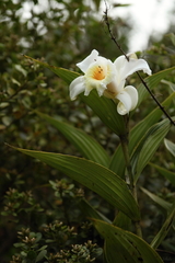 Sobralia setigera