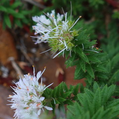 Agathosma lanceolata