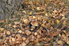Boletus betulicola