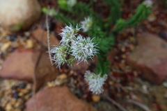 Agathosma lanceolata