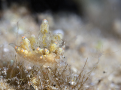 Eubranchus rubropunctatus