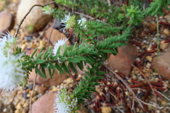 Agathosma lanceolata
