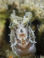 Highfinned Blenny photo 4