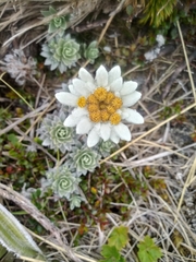 Leucogenes leontopodium