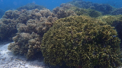 Porites cylindrica