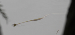 Fowlea flavipunctata