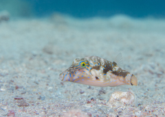Canthigaster cyanospilota