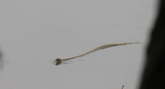 Fowlea flavipunctata